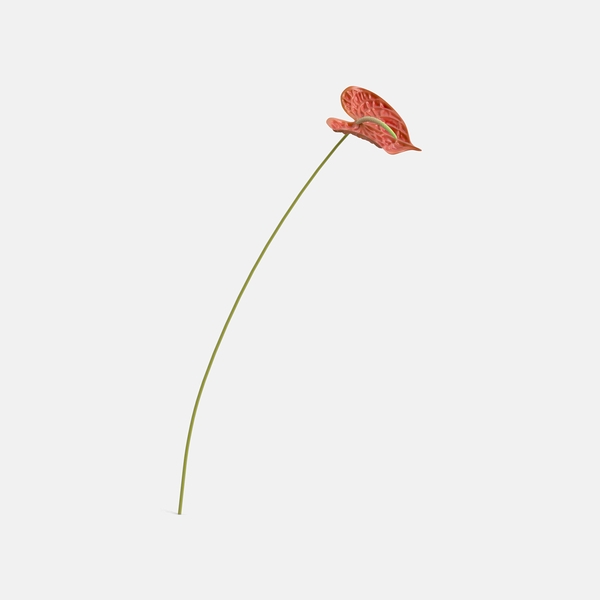 Fleur d'Anthurium A